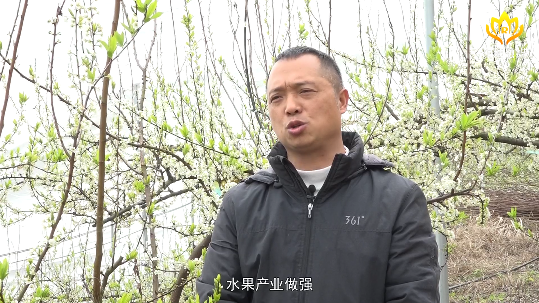 【我回家乡创新创业】曹仪书：躬耕农业十余载  舍弃高薪当果农