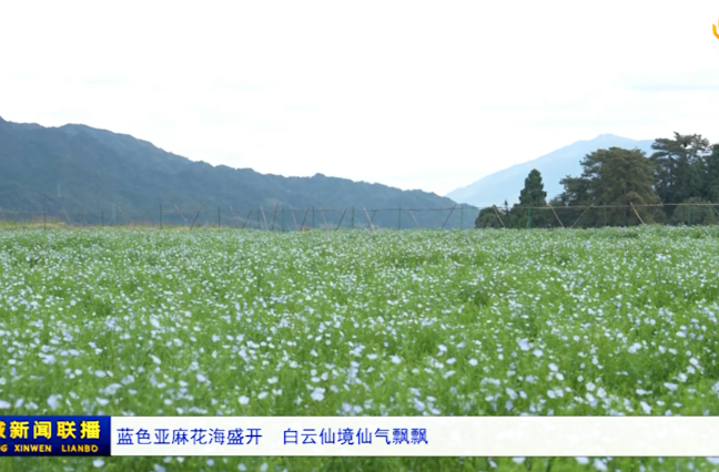 蓝色亚麻花海盛开   白云仙境仙气飘飘