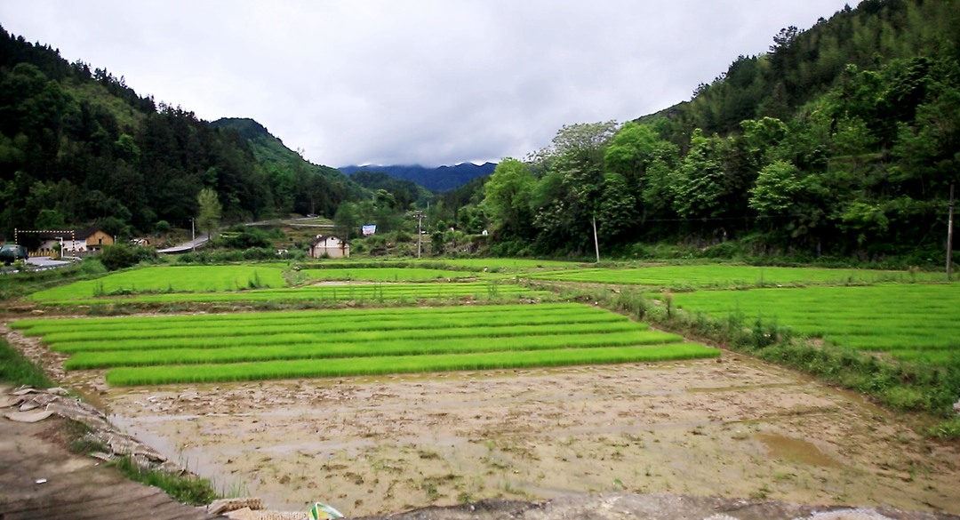 南洞乡：春耕好时节 田间披“绿装”