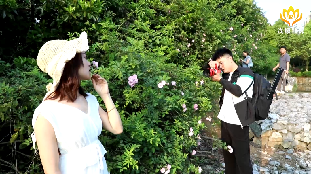 初夏蔷薇开 市民来打卡