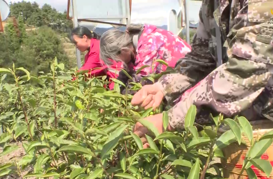 九龙江国家森林公园：勇扛茶产业振兴重任 引领汝城白毛茶产业高质量发展