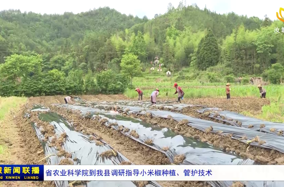省农业科学院到我县调研指导小米椒种植、管护技术