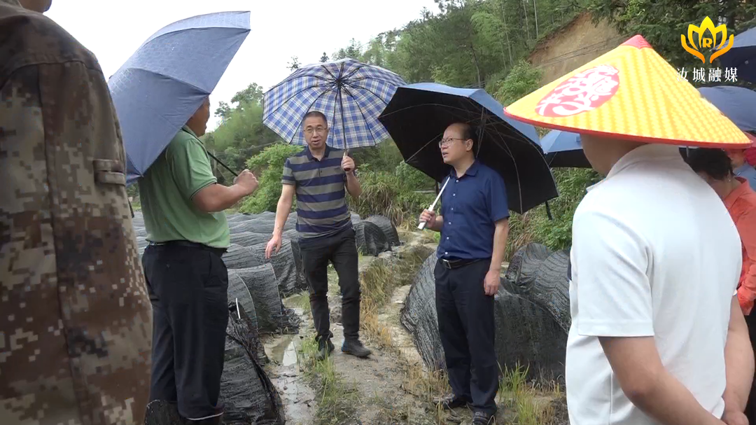 文建军调研白毛茶产业：打出品牌 创出特色 推向全国