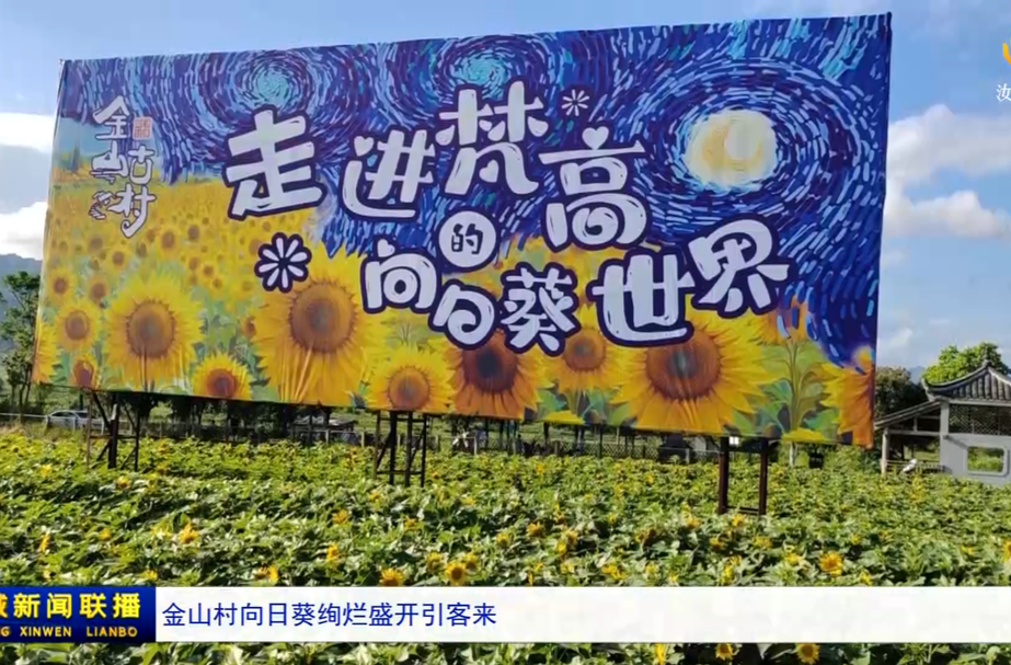 金山村向日葵绚烂盛开引客来