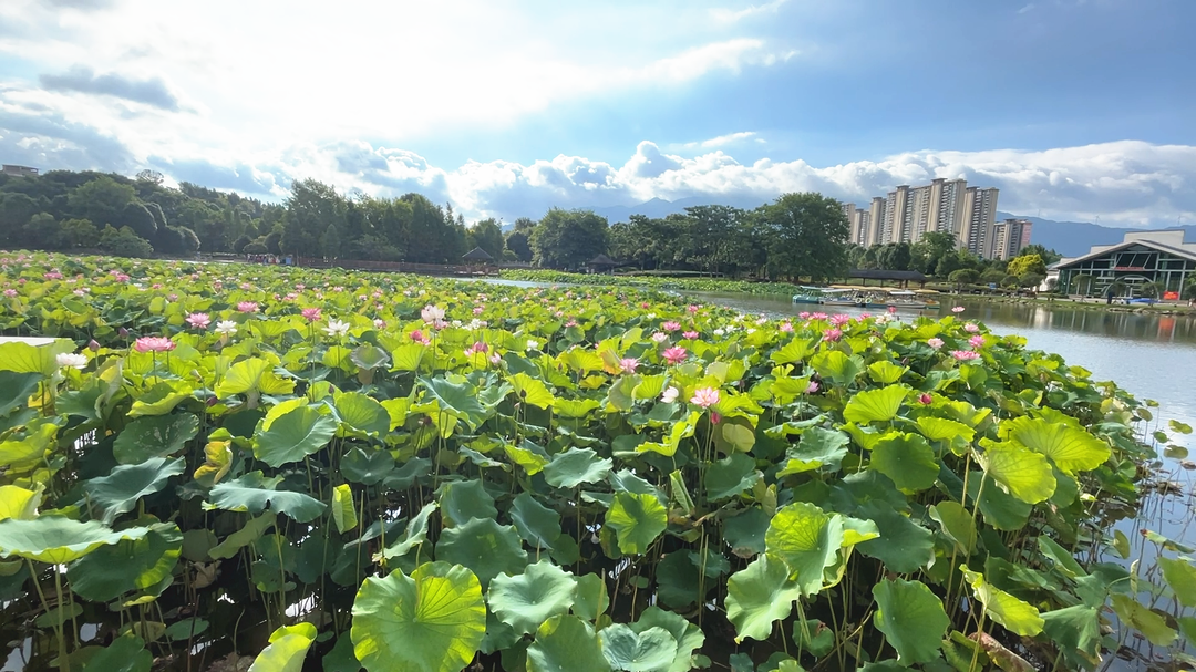 夏日“荷”处去纳凉 相约一“夏”去赏花