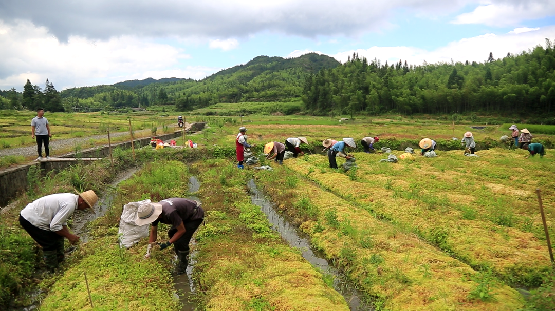 井坡镇：水苔种植拓宽群众增收渠道