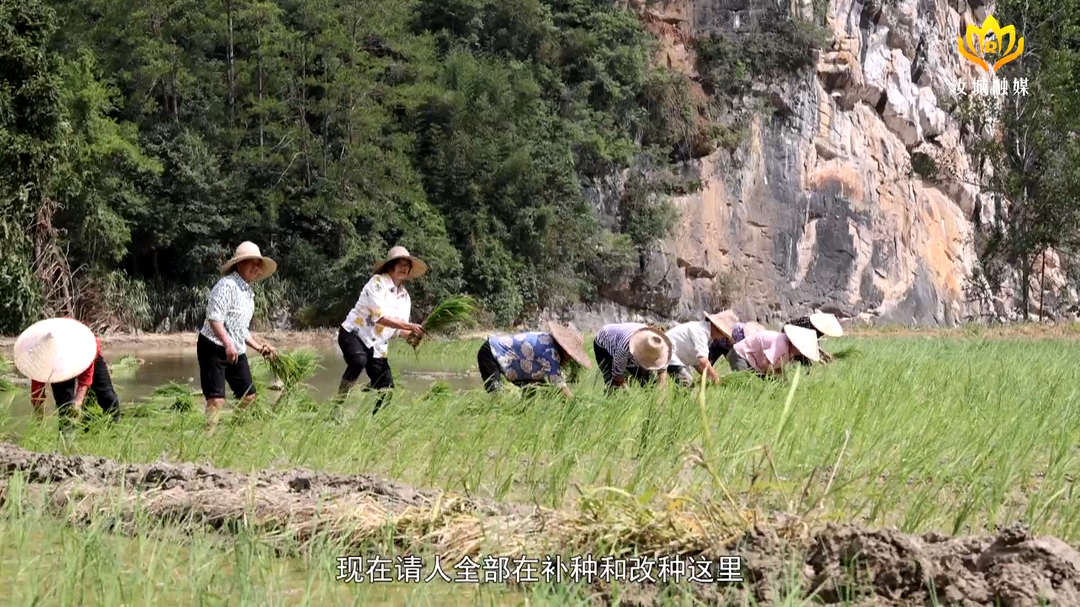 众志成城 防汛抗洪︱补种改种 南洞乡农田复产正在重启中
