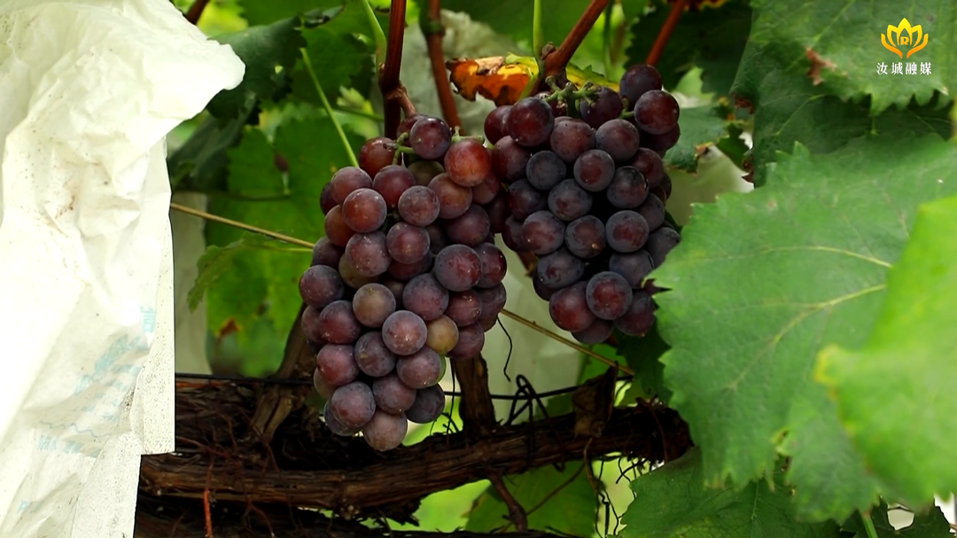葡园喜丰收 葡农乐开怀