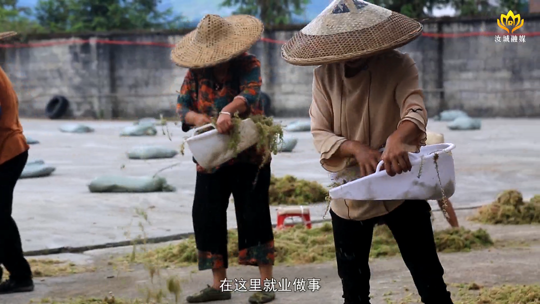水苔种植拓宽群众增收渠道