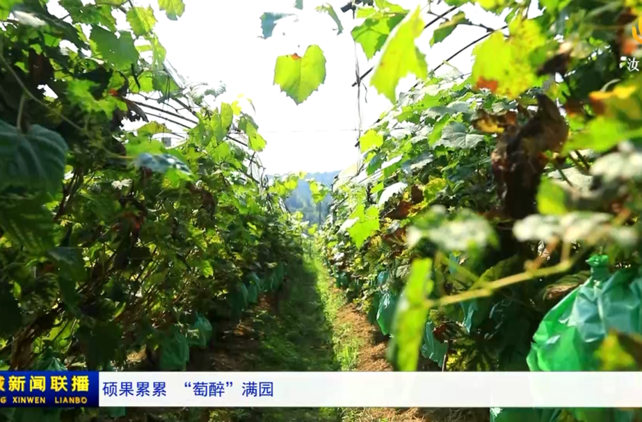 硕果累累 “萄醉”满园