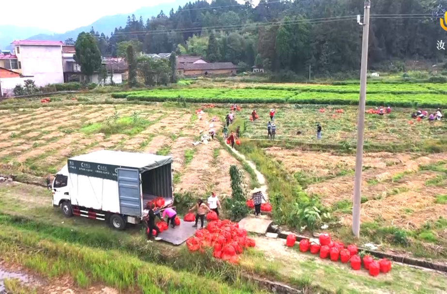 【以学赋能做强“三大引擎”】做好“土特产”文章   以产业振兴促进乡村全面振兴