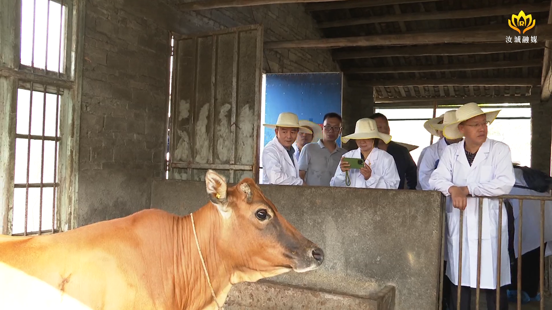 “湘南牛”顺利通过国家遗传资源现场核验