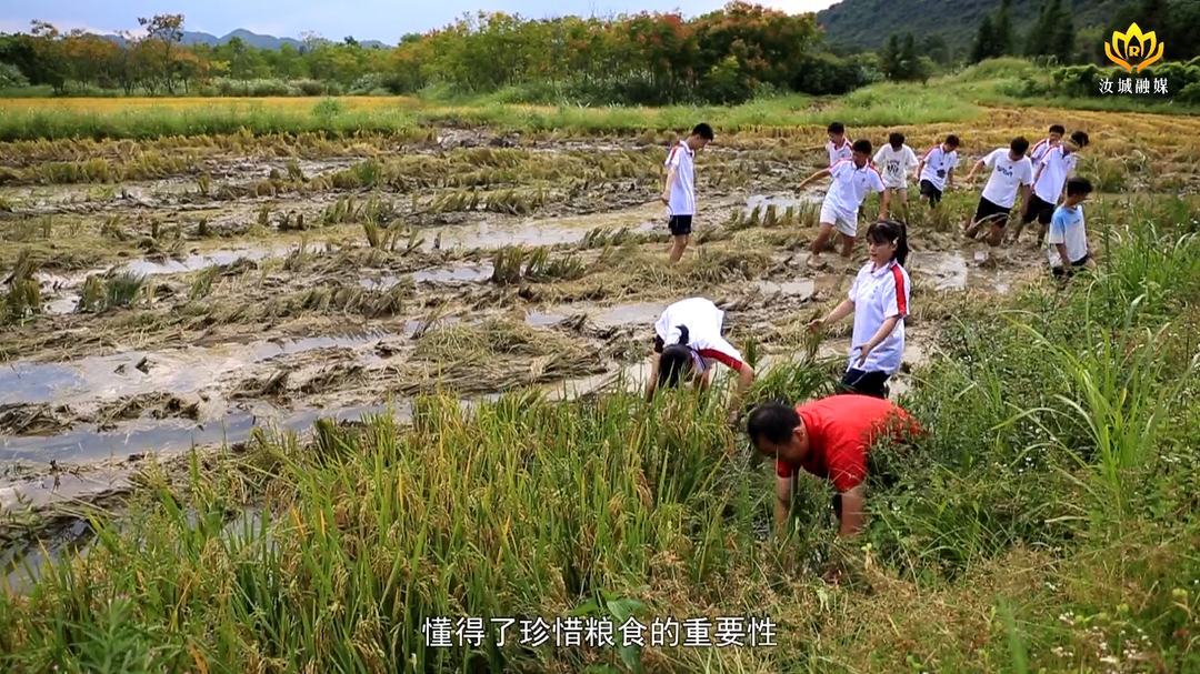 县第二中学开展“进田野 割稻谷 庆丰收”劳作实践活动