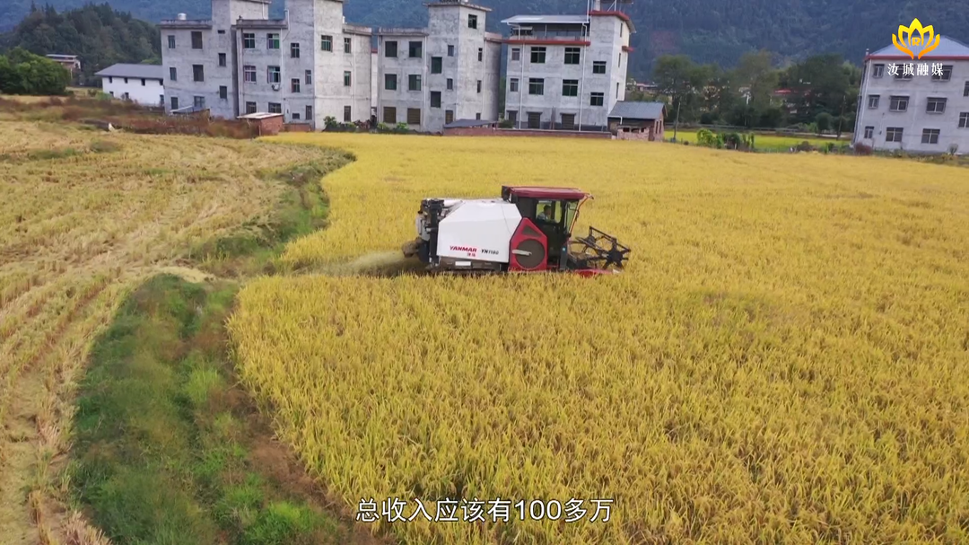 晚稻收割忙 奏响丰收乐章