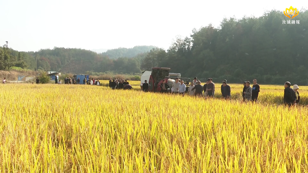 我县开展双季稻单产提升现场观摩活动