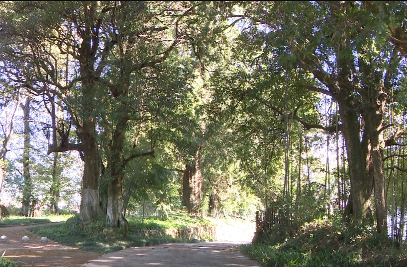 井坡镇泉明村：千年红豆杉古群落的静谧之美