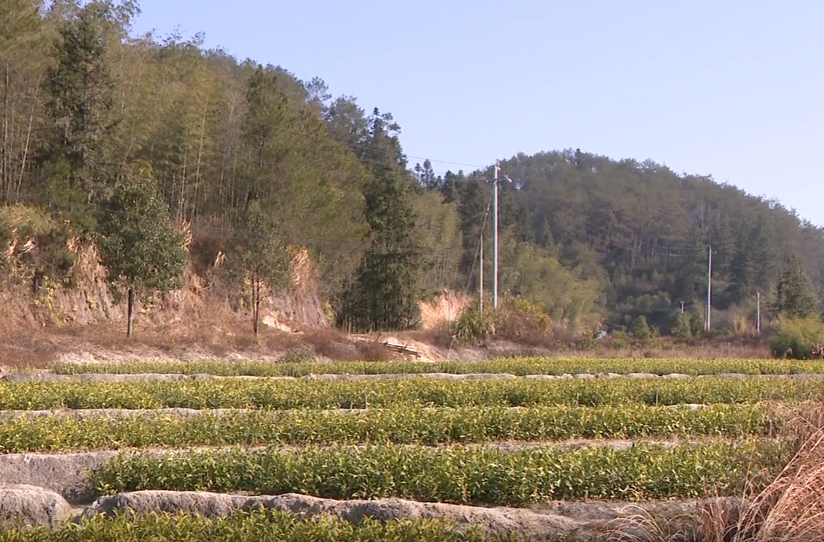 茶艺人张良芳：秉承匠心精神 打造高品质汝城白毛茶