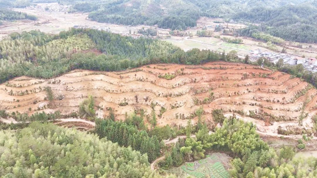 三江口瑶族镇：春来风暖种茶忙