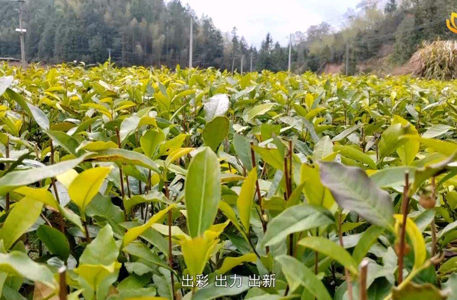 千亩茶园抢种忙 村民增收绽笑颜