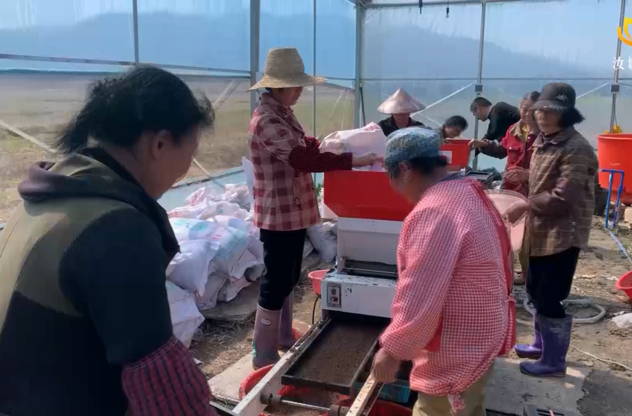 育秧流水线绘出乡村振兴新图景