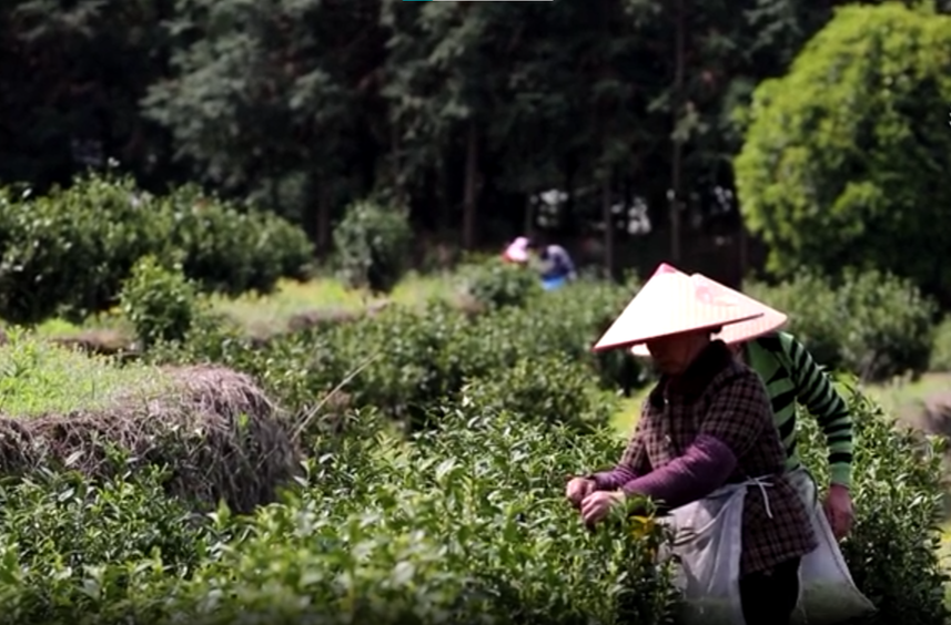 春茶飘香季 白毛茶采摘忙