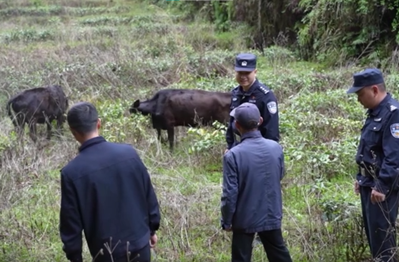 民警巧用高科技上演“寻牛记”