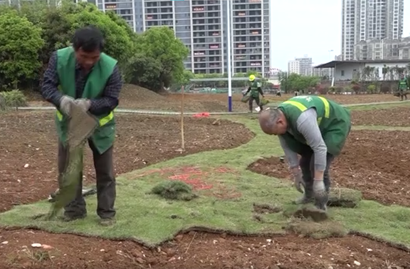 我县打造文化中心小游园花海 为市民新增休闲打卡地