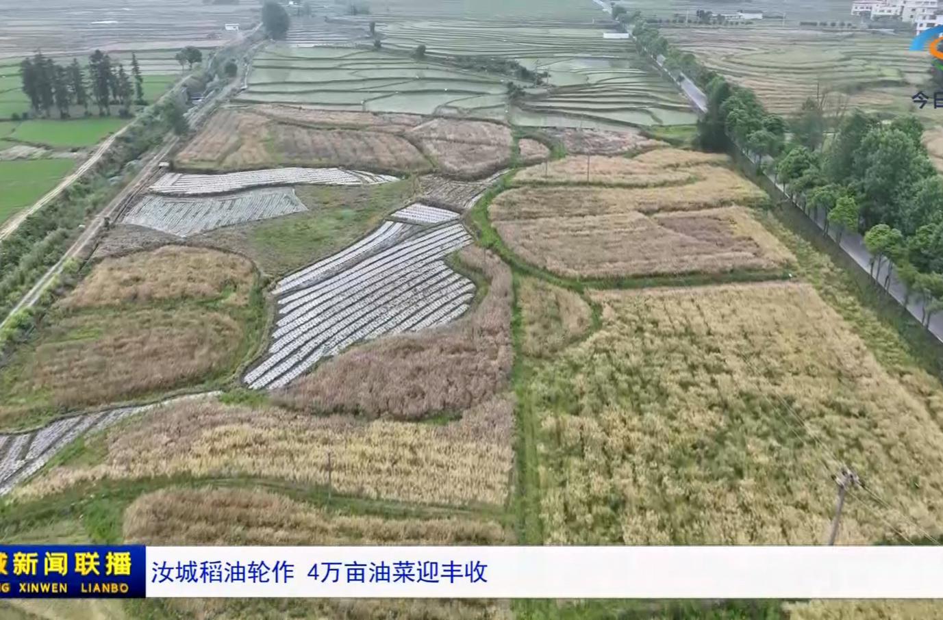 汝城稻油轮作 4万亩油菜迎丰收