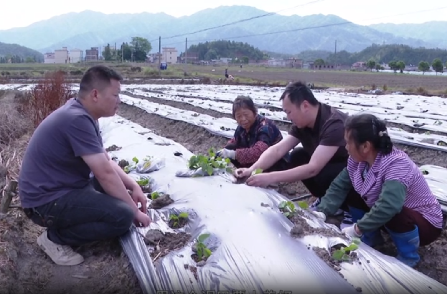 大坪镇：全力打造汝城朝天椒种植示范基地
