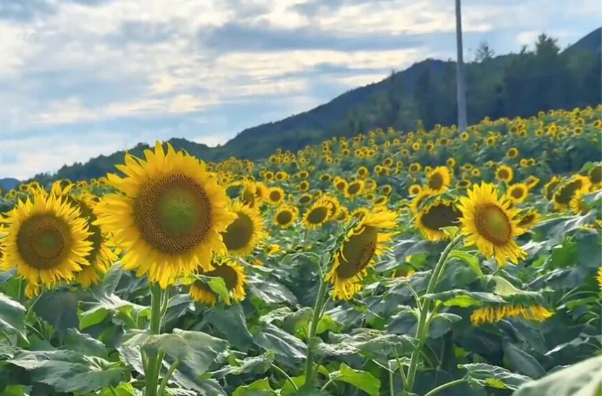 汝城：葵花朵朵向阳开 农旅融合引客来
