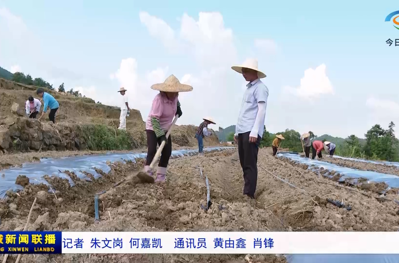 打造高山辣椒基地 带动群众就业增收