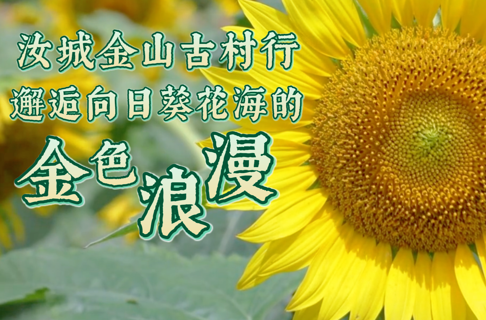 汝城金山古村行 邂逅向日葵花海的金色烂漫