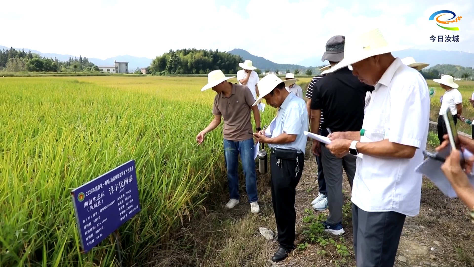 我县开展全县一季稻丰产性现场观摩会
