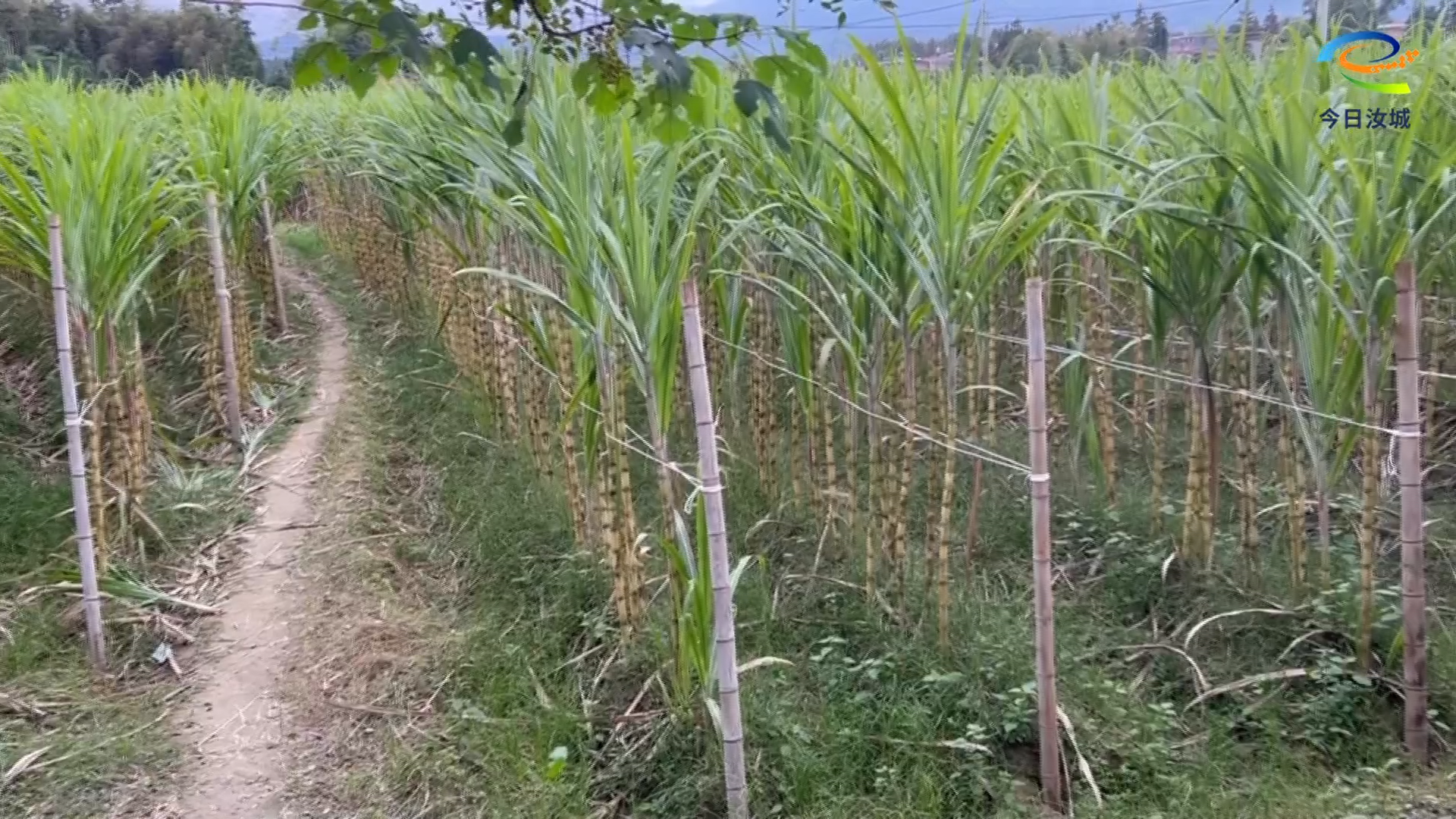 暖水镇“甜蜜”产业迎客来 农旅融合促增收