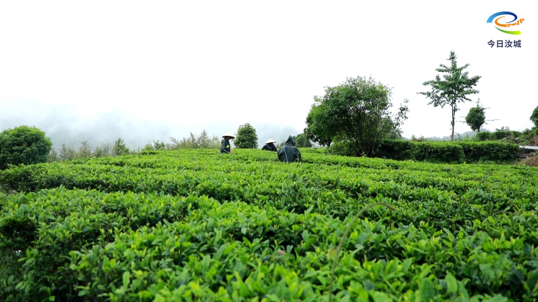 夏茶采收正当时   茶香满园助增收