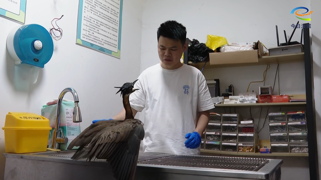 汝城成功救助国家一级保护动物海南鳽