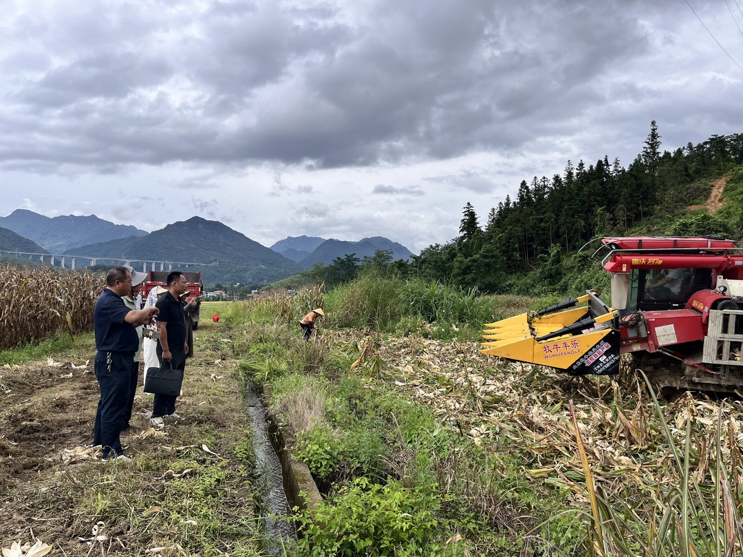 城千亩转基因玉米示范基地完成实地测产 生物育种产业化应用取得新进展