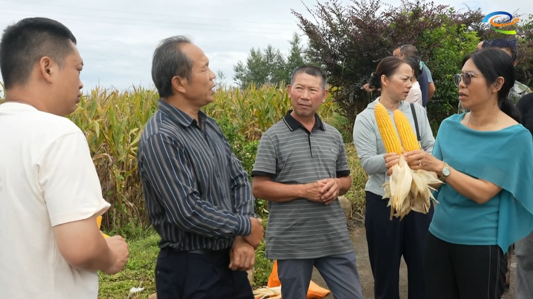 全县转基因玉米观摩会走进土桥镇