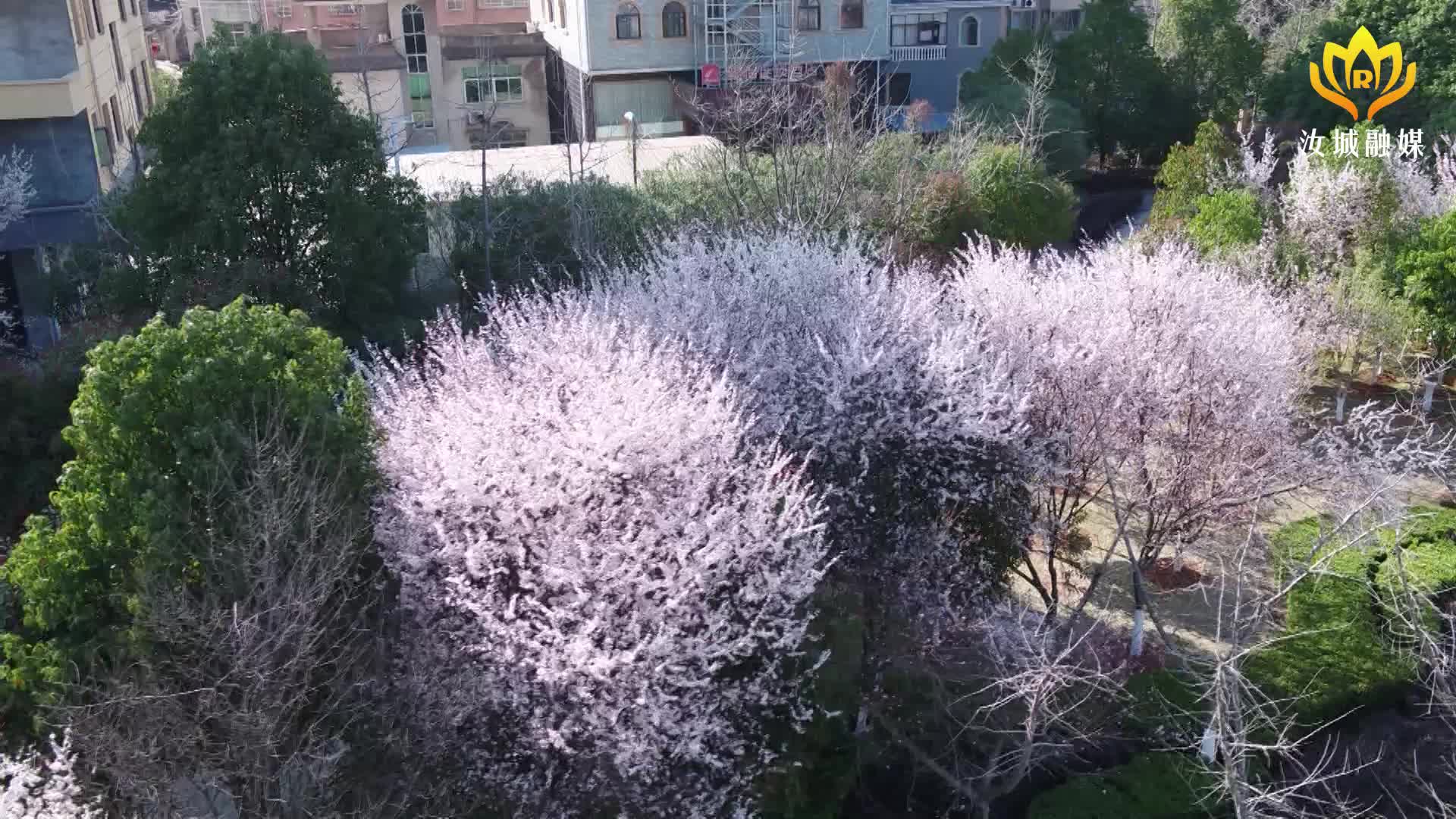 【旅发进行时】春意盎然！红叶李花盛放美不胜收