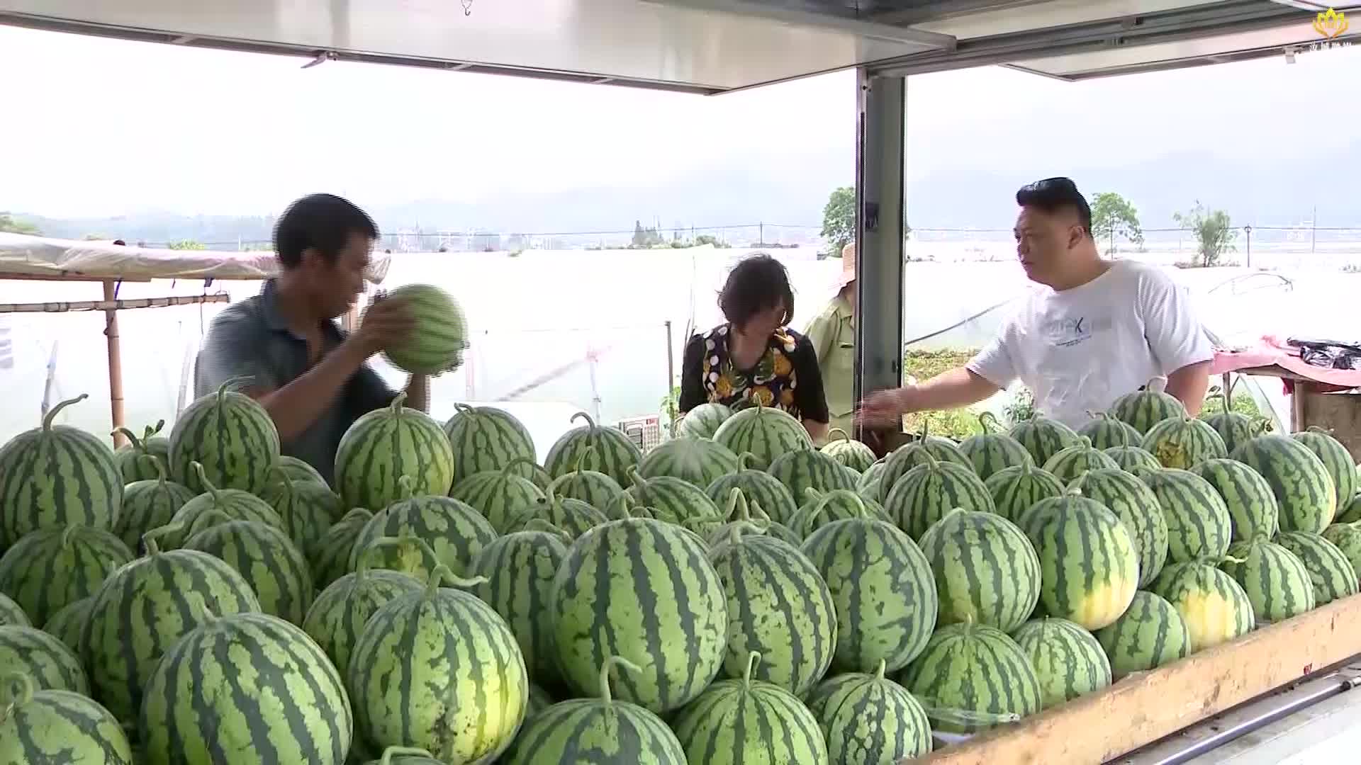 打好“发展六仗”︱大棚西瓜“抢鲜”上市   瓜农增收笑开颜