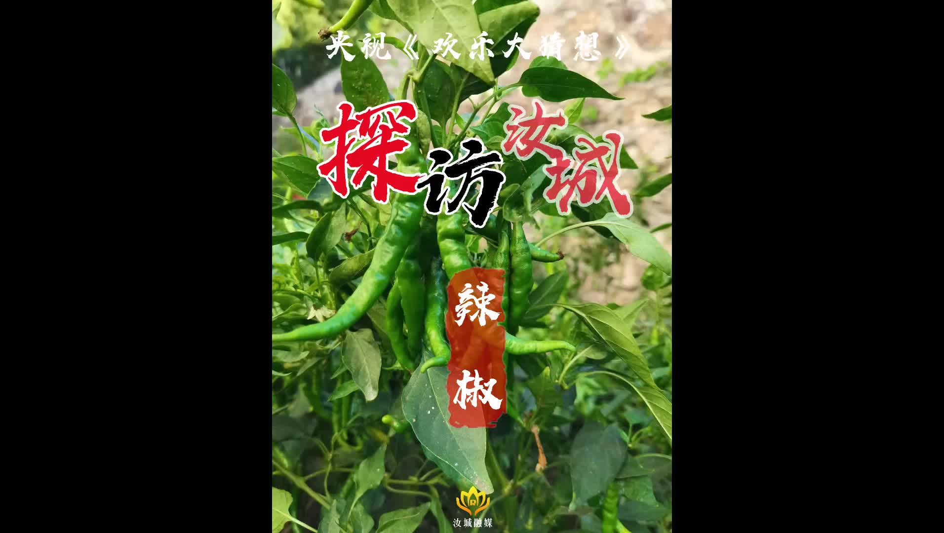 央视《欢乐大猜想》汝城特辑，带您探访汝城辣椒