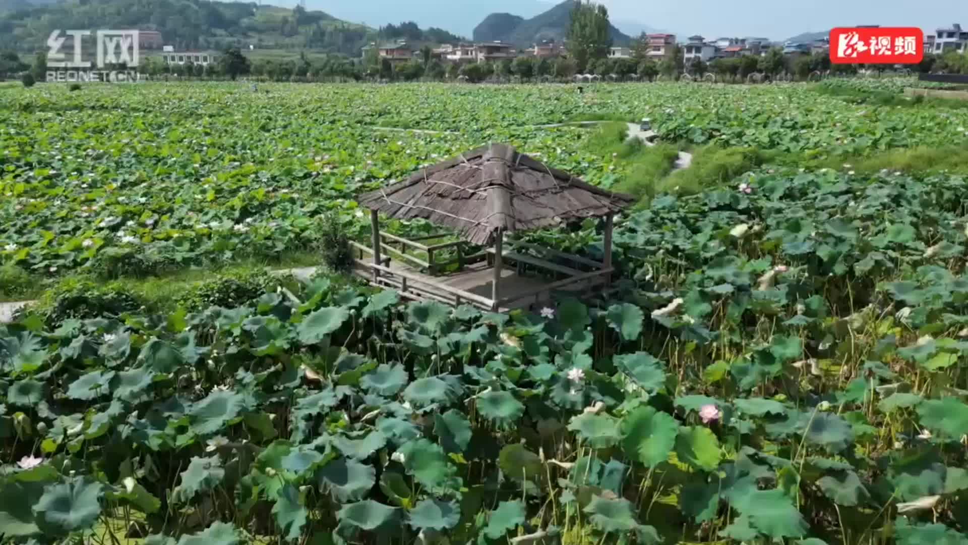 视频丨“荷”你的约定， 是去汝城金山村奔赴八月的浪漫