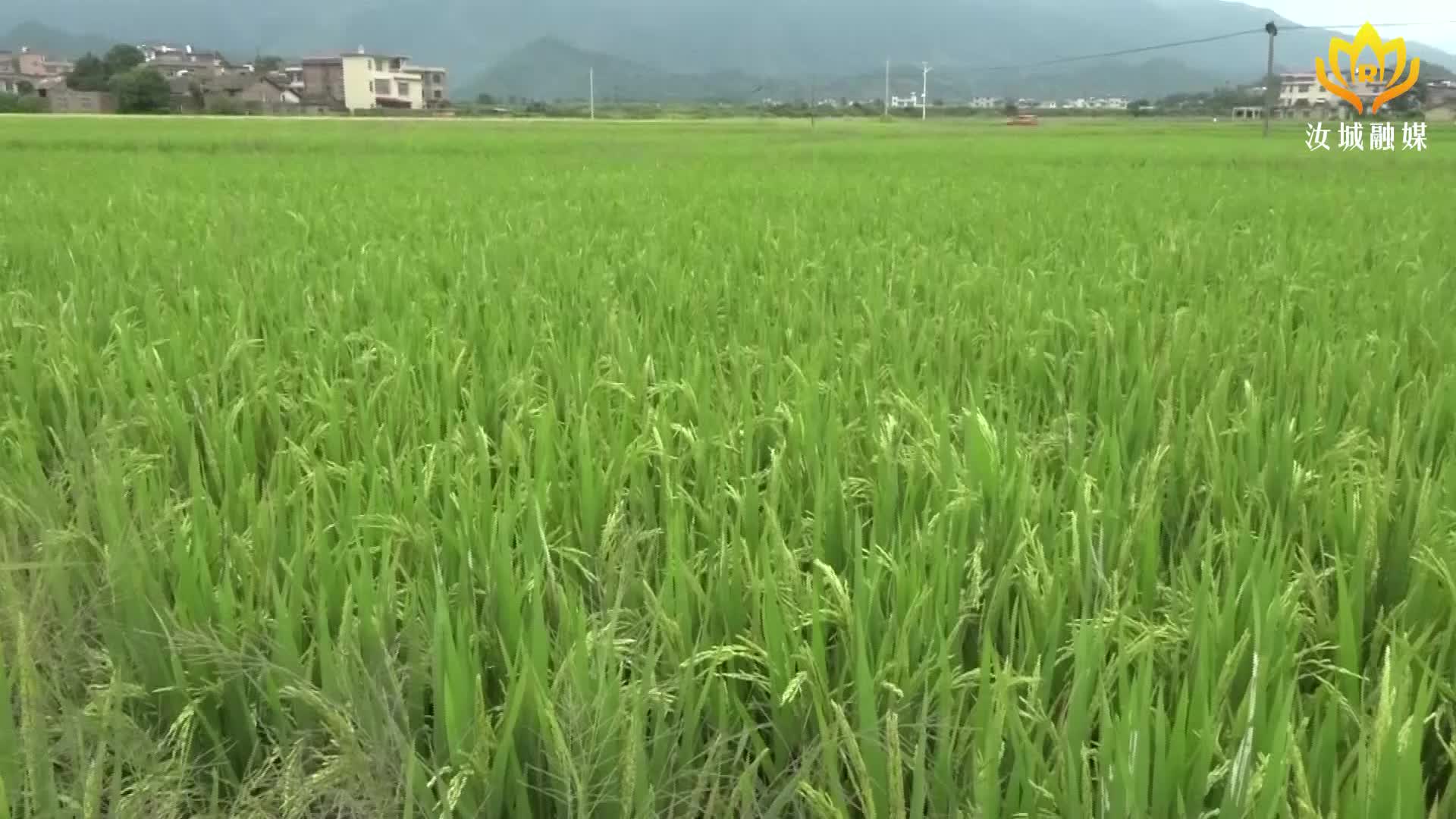 打好“发展六仗”｜清除“稻飞虱”   “虫口夺粮”保丰收