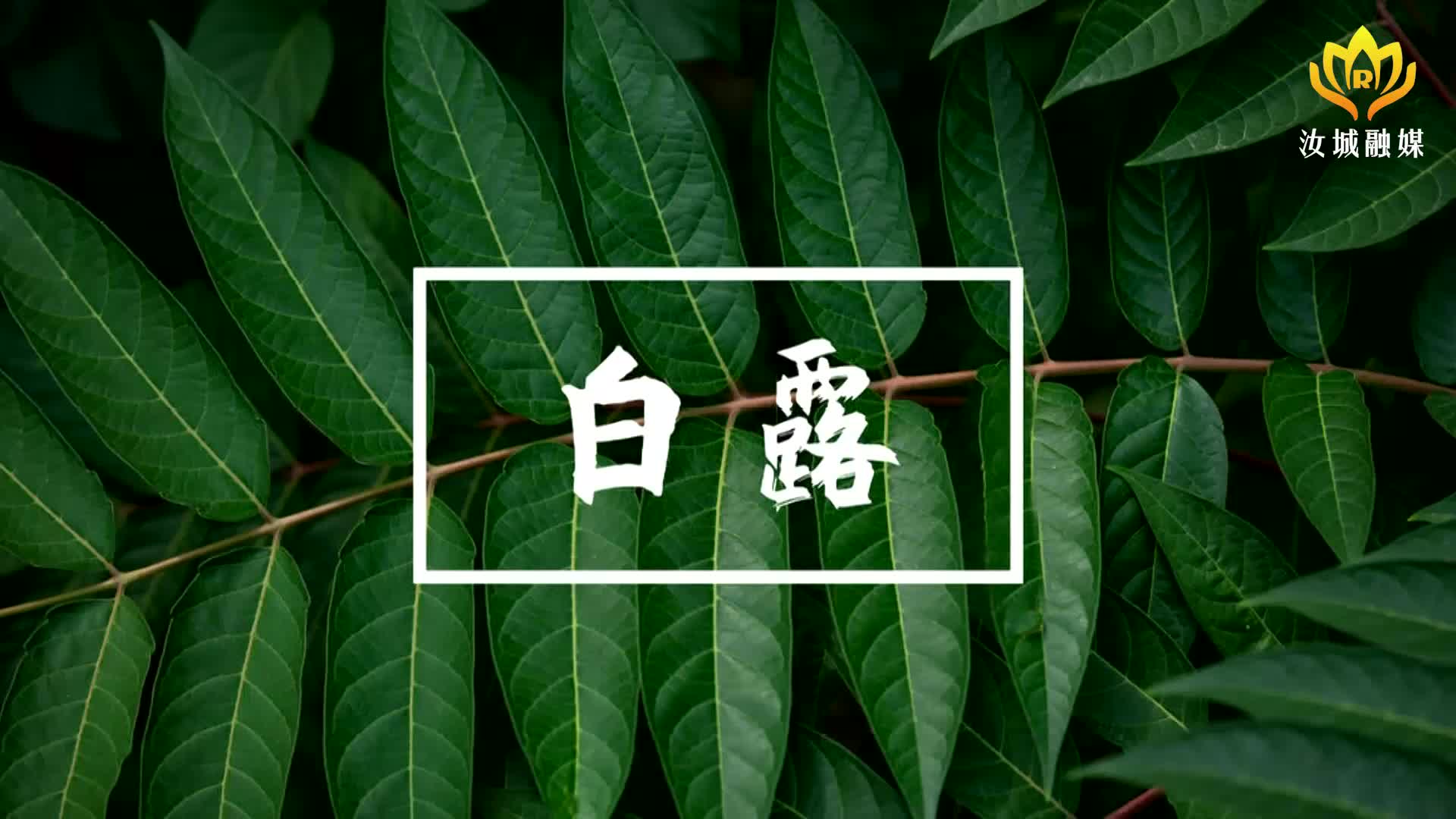 今日白露