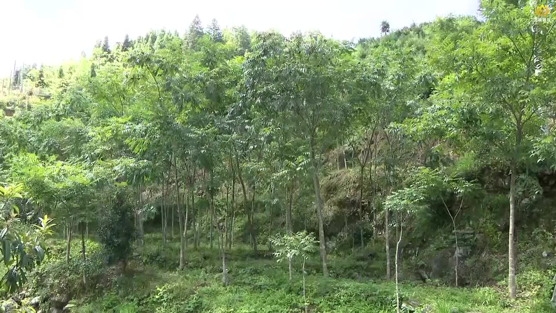 打好“发展六仗”︱南洞乡：黄柏树变成群众“致富树”