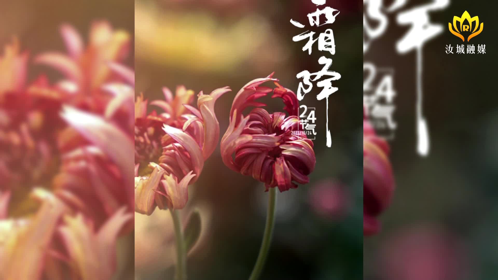 今日霜降