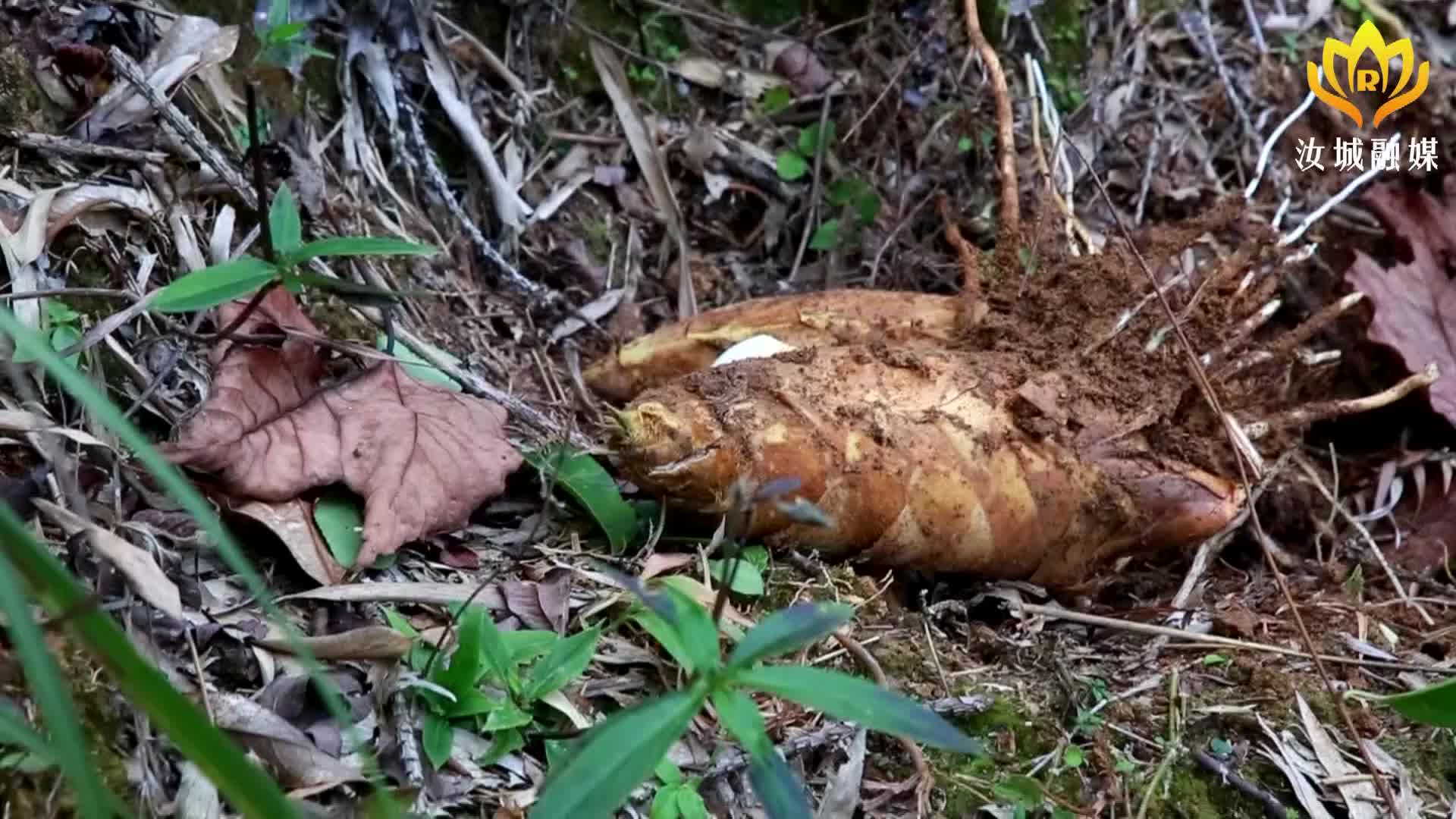 冬笋正当季 笋农采挖忙