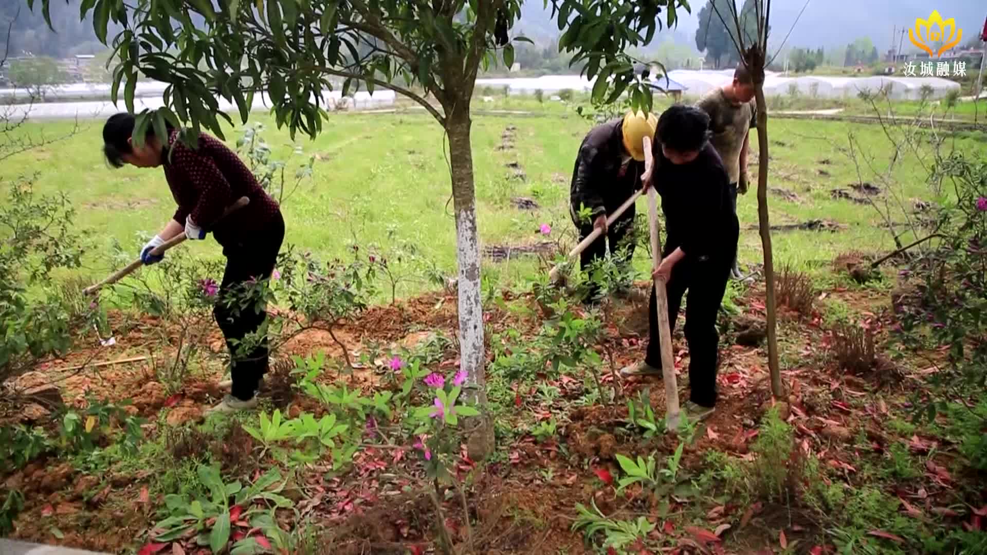 干群共绘绿美乡村新图景