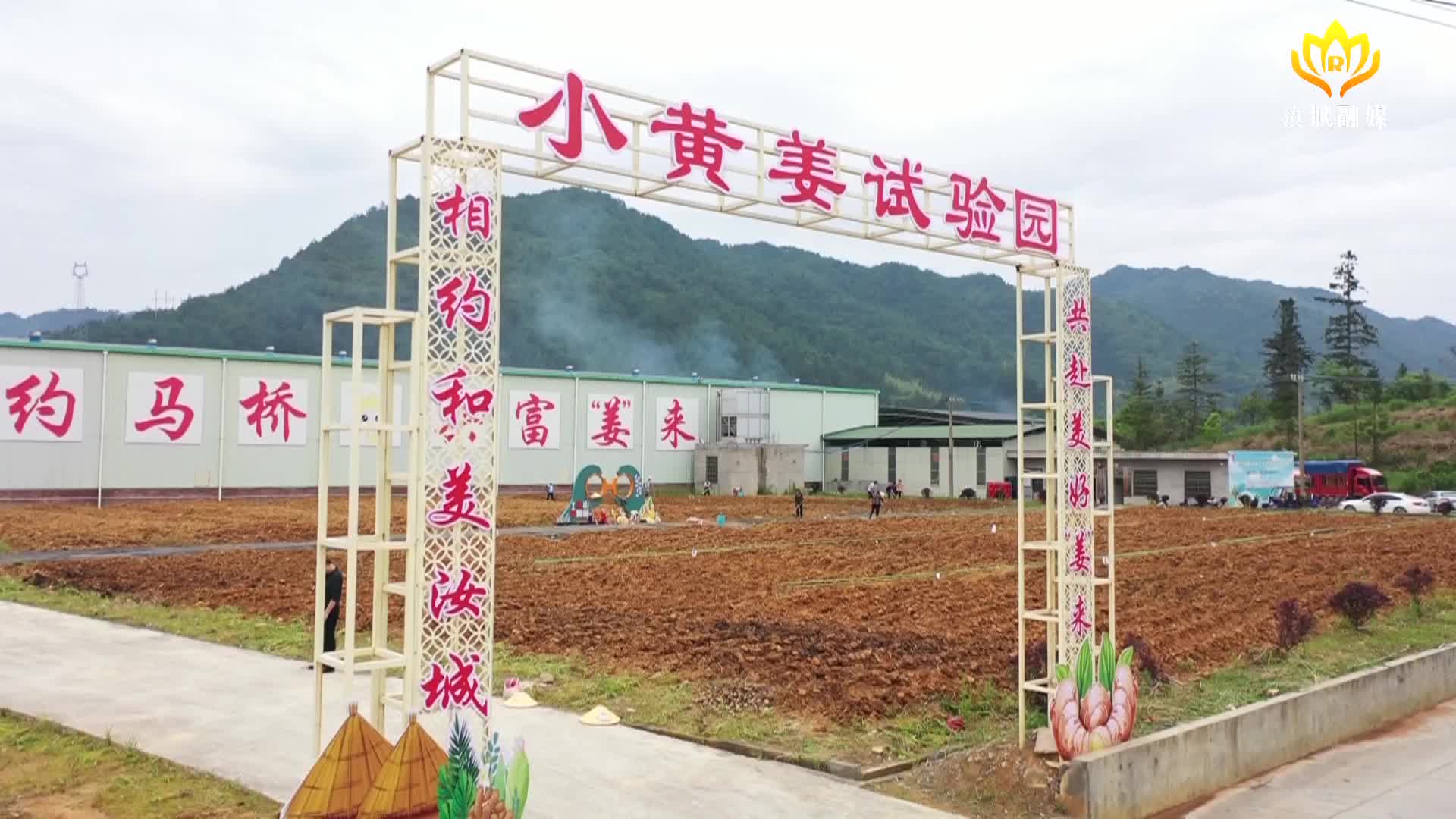 汝城第三代脱毒姜苗推广种植‖科技支撑助推姜产业高质量发展