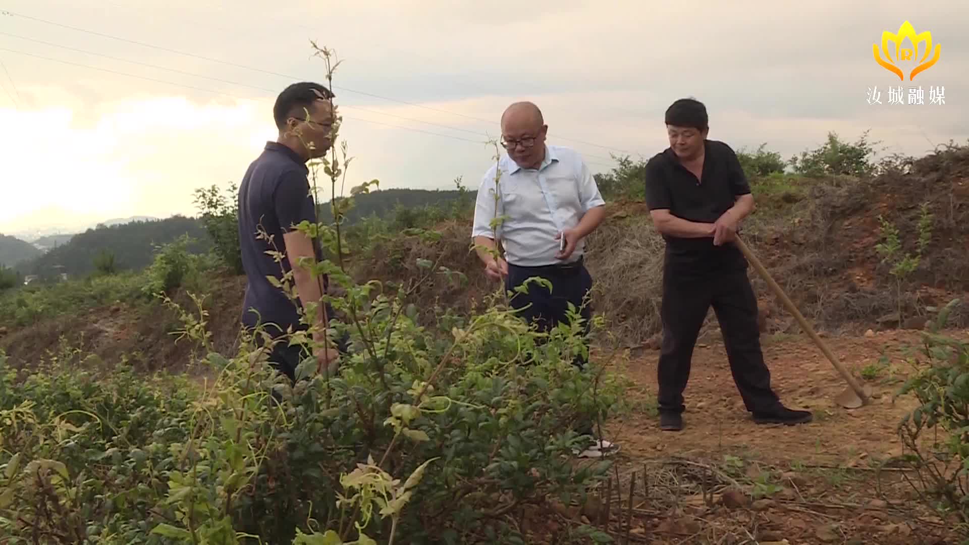 生态学教授为我县藤茶产业发展“把脉问诊”